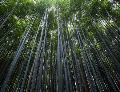 Nine Incredible Health Benefits Are Associated With The Bamboo Plant