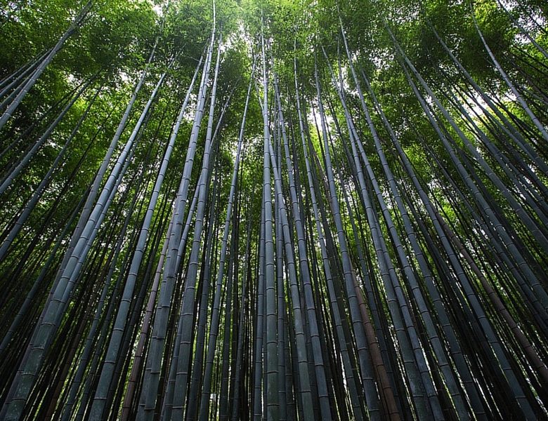 Nine Incredible Health Benefits Are Associated With The Bamboo Plant